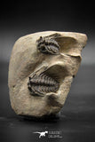 030005 - Superb Natural Association 2 Leonaspis Devonian Trilobites