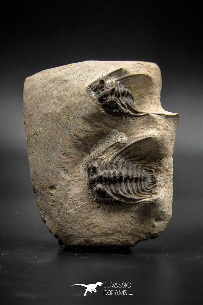 030005 - Superb Natural Association 2 Leonaspis Devonian Trilobites