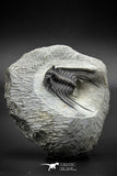 030006 - Well Prepared 1.65'' Leonaspis Devonian Trilobite