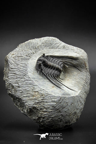 030006 - Well Prepared 1.65'' Leonaspis Devonian Trilobite