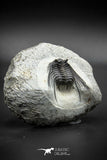 030006 - Well Prepared 1.65'' Leonaspis Devonian Trilobite
