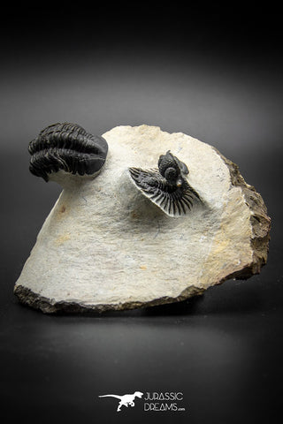 030008 - Superb Natural Association Acanthopyge (Lobopyge) bassei + Phacops sp Devonian Trilobites