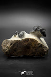 030008 - Superb Natural Association Acanthopyge (Lobopyge) bassei + Phacops sp Devonian Trilobites