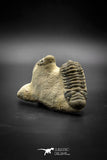 030009 - Superb Natural Association 2 Crotalocephalina gibbus Devonian Trilobites