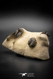 030011 - Superb Natural Association 2 Leonaspis + Phacops sp Devonian Trilobites