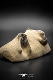 030011 - Superb Natural Association 2 Leonaspis + Phacops sp Devonian Trilobites