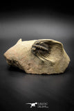 030007 - Superb Natural Association 2 Leonaspis Devonian Trilobites