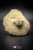 030007 - Superb Natural Association 2 Leonaspis Devonian Trilobites