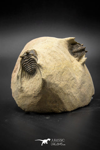 030007 - Superb Natural Association 2 Leonaspis Devonian Trilobites