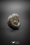 03038 - Superb Pyritized 1.57'' Phylloceras Lower Cretaceous Ammonites