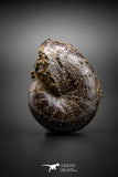 03039 - Superb Pyritized 2.16'' Phylloceras Lower Cretaceous Ammonites