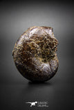 03039 - Superb Pyritized 2.16'' Phylloceras Lower Cretaceous Ammonites