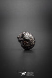 03046 - Superb Pyritized 0.78'' Goniatites Devonian Cephalopod