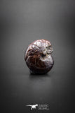 03047 - Superb Pyritized 1.06'' Goniatites Devonian Cephalopod