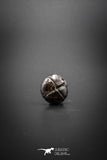 03048 - Superb Pyritized 0.59'' Goniatites Devonian Cephalopod