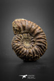 03050 - Superb Pyritized 1.14'' Karakaschiceras Lower Cretaceous Ammonites