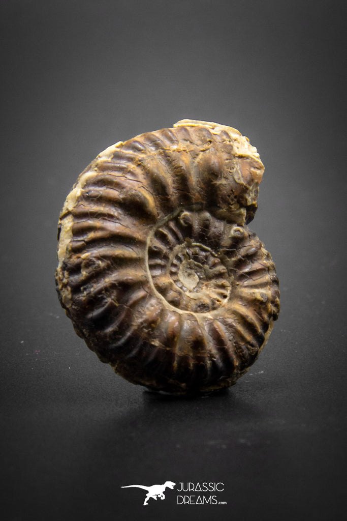 03050 - Superb Pyritized 1.14'' Karakaschiceras Lower Cretaceous Ammonites