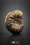 03050 - Superb Pyritized 1.14'' Karakaschiceras Lower Cretaceous Ammonites