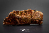 03096 - Museum Grade 2.33 Inch Peseudosuchia "Dog-faced Crocodile" Partial Left Hemi-Jaw