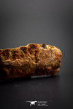 03096 - Museum Grade 2.33 Inch Peseudosuchia "Dog-faced Crocodile" Partial Left Hemi-Jaw