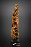 03096 - Museum Grade 2.33 Inch Peseudosuchia "Dog-faced Crocodile" Partial Left Hemi-Jaw