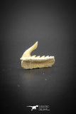 03126 - Beautiful Well Preserved 0.58 Inch Weltonia ancistrodon Shark Tooth