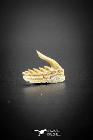 03126 - Beautiful Well Preserved 0.58 Inch Weltonia ancistrodon Shark Tooth