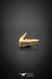 03129 - Beautiful Well Preserved 0.52 Inch Weltonia ancistrodon Shark Tooth