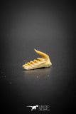 03129 - Beautiful Well Preserved 0.52 Inch Weltonia ancistrodon Shark Tooth