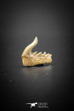 03132 - Beautiful Well Preserved 0.49 Inch Weltonia ancistrodon Shark Tooth