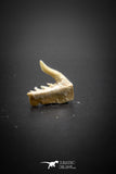 03132 - Beautiful Well Preserved 0.49 Inch Weltonia ancistrodon Shark Tooth