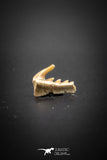 03133 - Beautiful Well Preserved 0.51 Inch Weltonia ancistrodon Shark Tooth