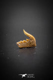 03134 - Beautiful Well Preserved 0.48 Inch Weltonia ancistrodon Shark Tooth