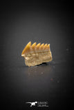 03147 - Beautiful Well Preserved 0.44 Inch Hexanchus microdon Shark Tooth