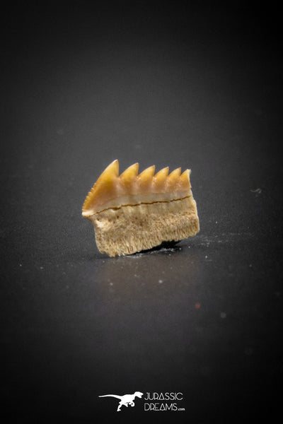 Beautiful Well Preserved 0.44 Inch Hexanchus microdon Shark Tooth ...