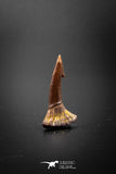 03152 - Top Quality 1.15 Inch Onchopristis Cretaceous Giant Sawfish Rostral Barb
