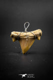 03184 - Premium Quality 0.98 Inch Cretolamna maroccana (mackerel shark) Tooth Necklace Pendant