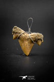 03184 - Premium Quality 0.98 Inch Cretolamna maroccana (mackerel shark) Tooth Necklace Pendant