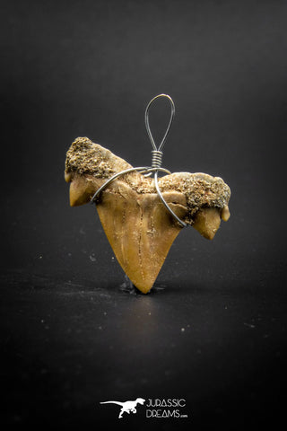 03184 - Premium Quality 0.98 Inch Cretolamna maroccana (mackerel shark) Tooth Necklace Pendant