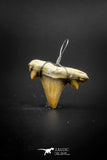 03185 - Premium Quality 0.94 Inch Cretolamna maroccana (mackerel shark) Tooth Necklace Pendant