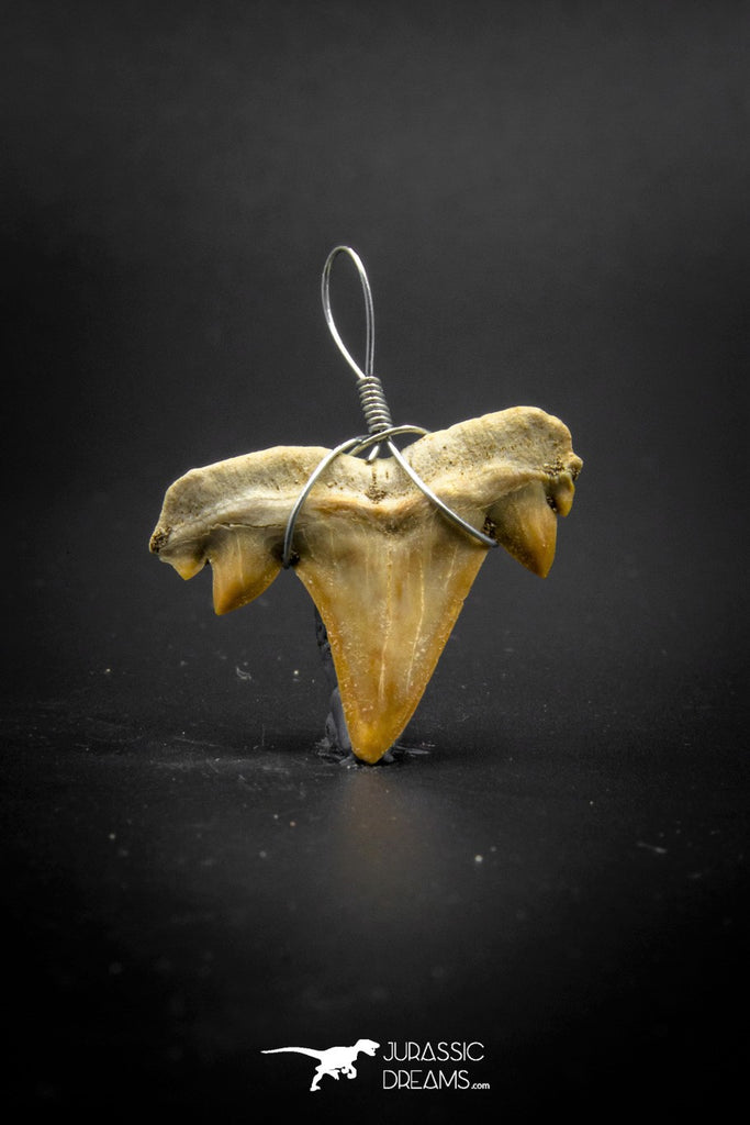 03185 - Premium Quality 0.94 Inch Cretolamna maroccana (mackerel shark) Tooth Necklace Pendant