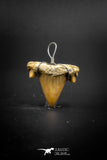 03186 - Premium Quality 0.90 Inch Cretolamna maroccana (mackerel shark) Tooth Necklace Pendant