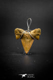 03186 - Premium Quality 0.90 Inch Cretolamna maroccana (mackerel shark) Tooth Necklace Pendant