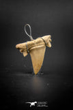 03187 - Premium Quality 1.02 Inch Cretolamna maroccana (mackerel shark) Tooth Necklace Pendant