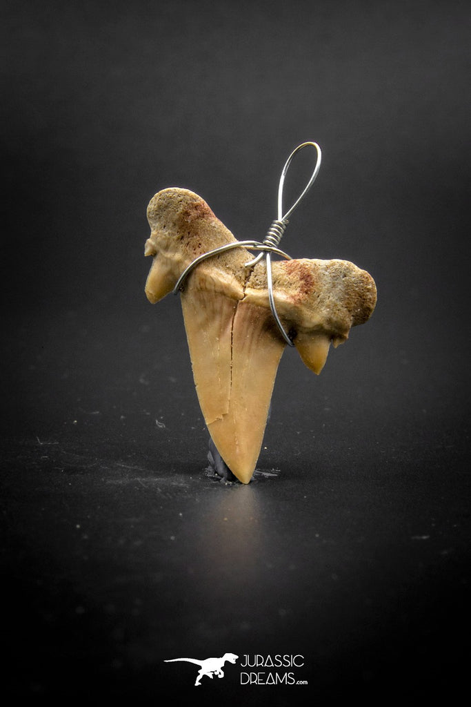 03187 - Premium Quality 1.02 Inch Cretolamna maroccana (mackerel shark) Tooth Necklace Pendant