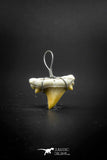 03189 - Premium Quality 0.59 Inch Cretolamna maroccana (mackerel shark) Tooth Necklace Pendant