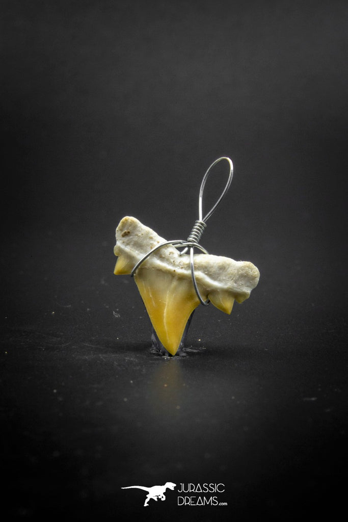 03189 - Premium Quality 0.59 Inch Cretolamna maroccana (mackerel shark) Tooth Necklace Pendant