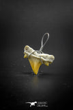 03189 - Premium Quality 0.59 Inch Cretolamna maroccana (mackerel shark) Tooth Necklace Pendant