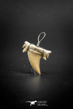 03190 - Premium Quality 0.82 Inch Cretolamna aschersoni (mackerel shark) Tooth Necklace Pendant