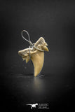 03190 - Premium Quality 0.82 Inch Cretolamna aschersoni (mackerel shark) Tooth Necklace Pendant